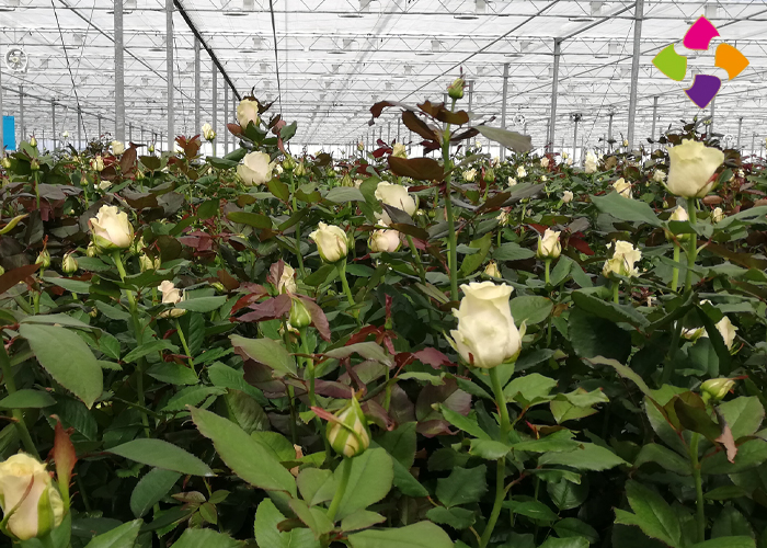Arend Roses- Avalanche White
