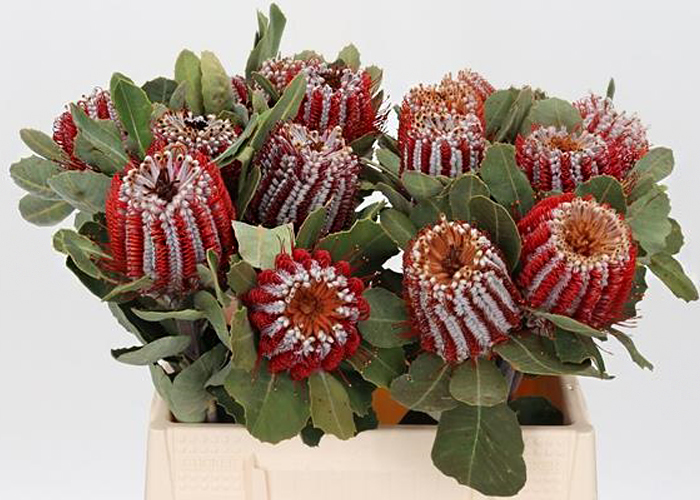 Banksia Coccinea red sm.flow