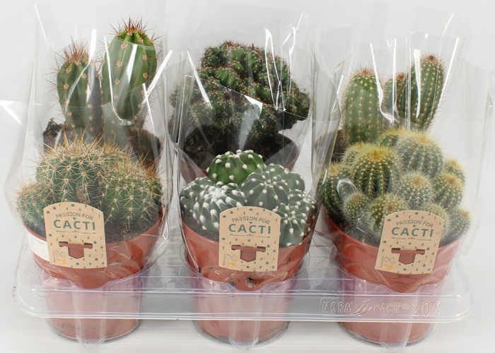 Cactus Mix 6 Varieties
