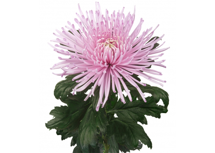 Chrysanthemum Capriool 1hd