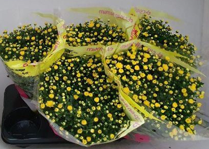 Chrysanthemum Ind. Jasoda Dark Yellow