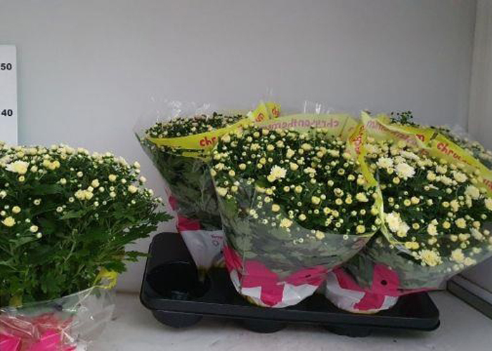 Chrysanthemum Ind. Jasoda White