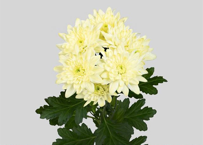 Chrysanthemum Pina Colada Cream