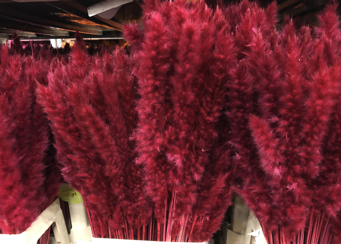 Dried and painted - Pampas Dry Dyed