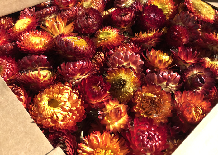 Dried - Dried Helichrysum heads red