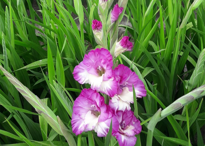 Gladiolus Anouk