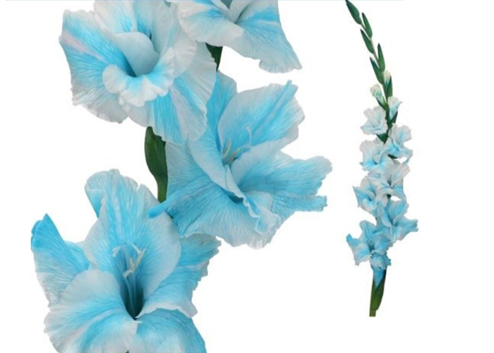 Gladiolus dyed Bluetooth