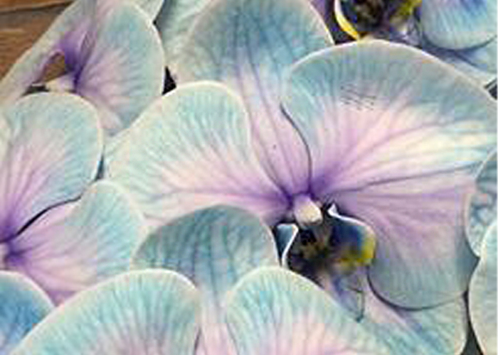 Orchid Phalaenopsis dyed Blue Lagoon stem