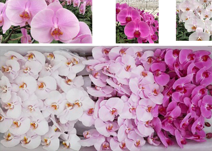 Orchid Phalaenopsis Pink Mix