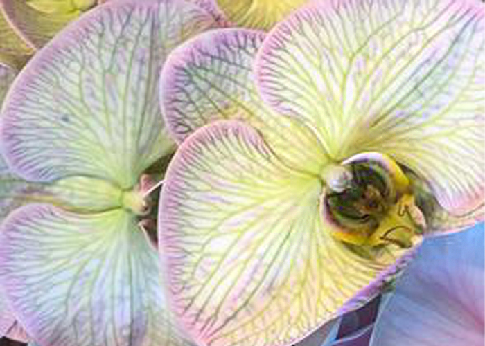 Orchid Phalaenopsis dyed Hortensia stem