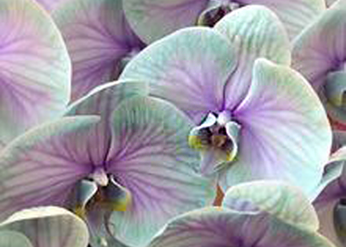 Orchid Phalaenopsis dyed Ibiza stem