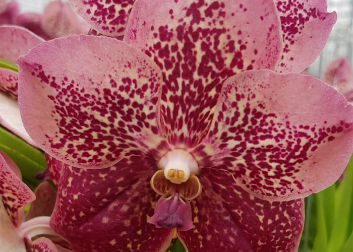 Orchid Vanda Bittersweet Spots