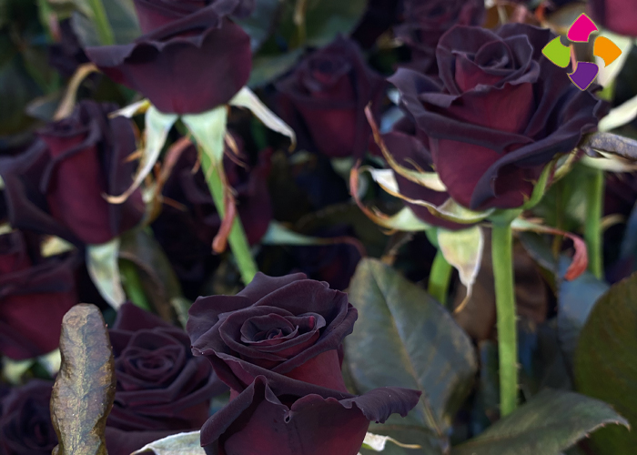 Roses Black Baccara®