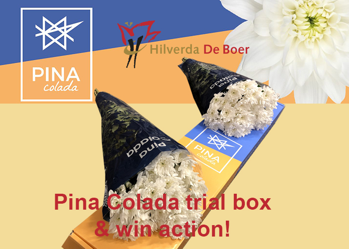 Pina Colada Win Action
