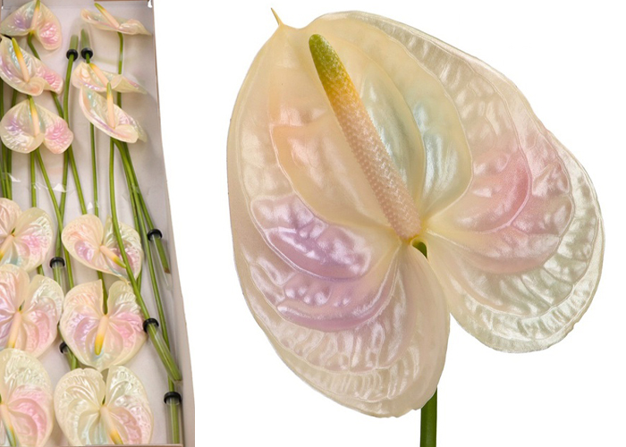 Anthurium dyed Holographic