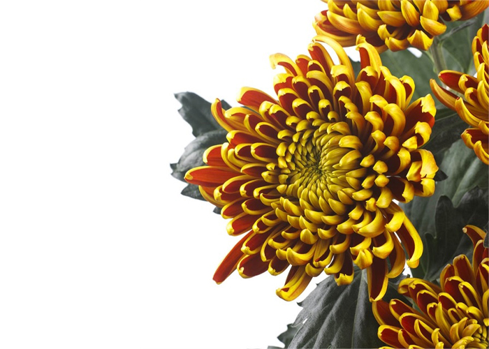 Chrysanthemum Fuego 1 head