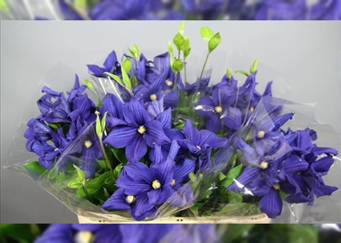 Clematis - In season in holland - Limited availability