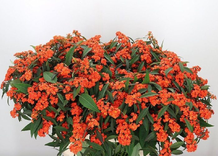 Euphorbia Queen of Orange