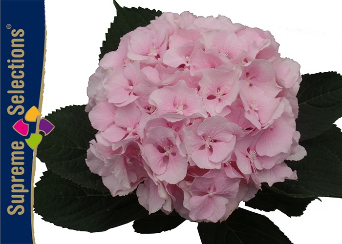 Hydrangea Verena Pink