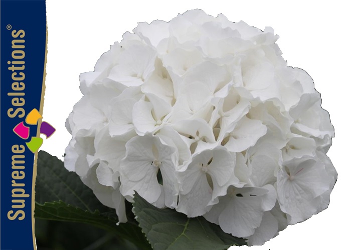 Hydrangea White Verena