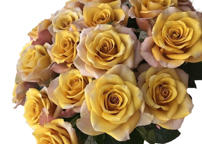 Roses Garden Honey Colorama - limited available