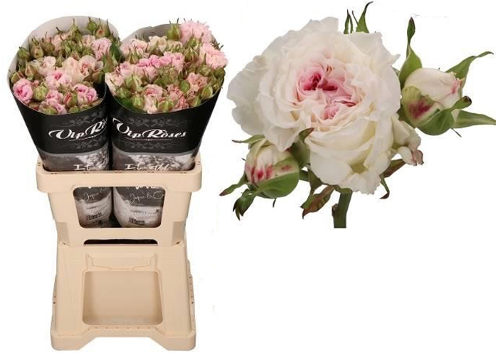 Roses spray Dolce Summerhouse