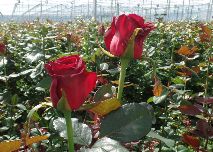 Arend Roses - Supreme Selections (9)