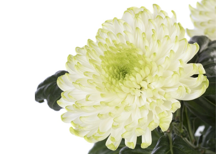 Chrysanthemum Rossano Lime 1hd