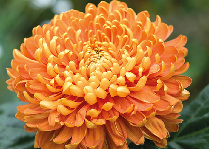 Chrysanthemum Astro 1hd