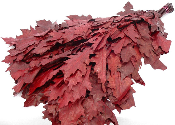 Oakleaves Dyed Red