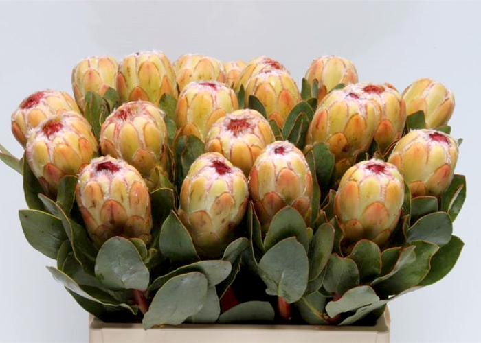 Protea Grandicolor - Limited availability