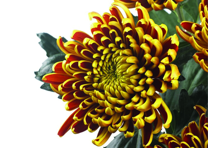 Chrysanthemum Fuego 1hd