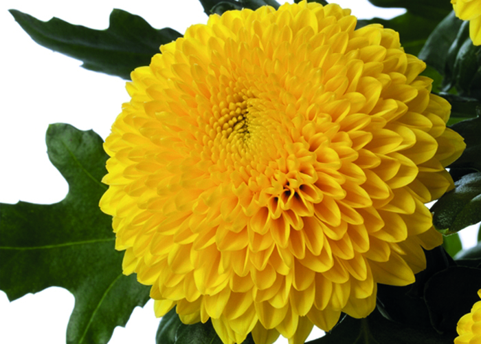 Chrysanthemum Paladov Sunny 1hd