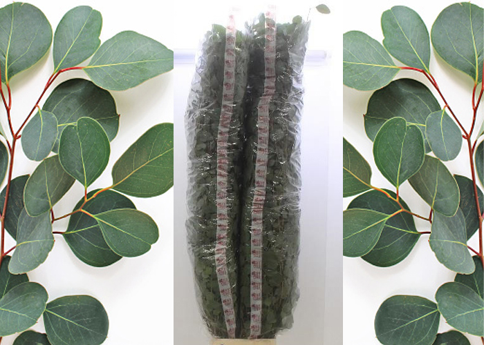 Eucalyptus Populus - 200 cm