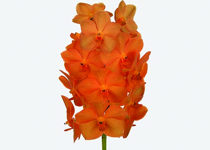 Orchid Vanda Natcha Princess Orange