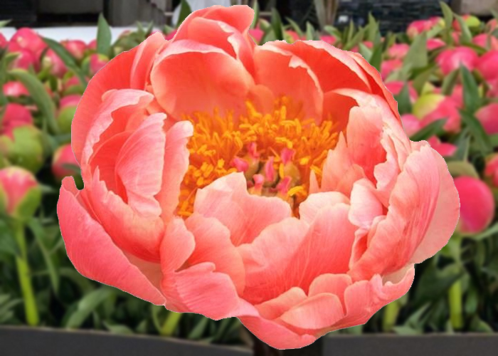 Peony Coral Charm - from Chile