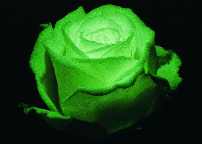 Roses Avalanche Glow in the Dark