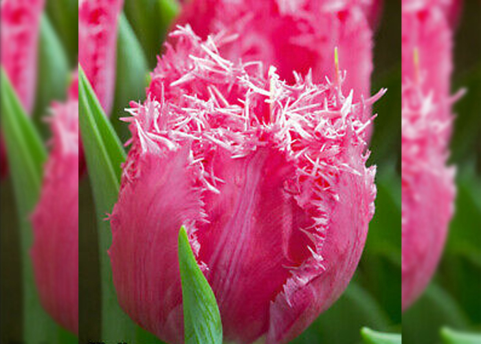 Tulips Santander frilled