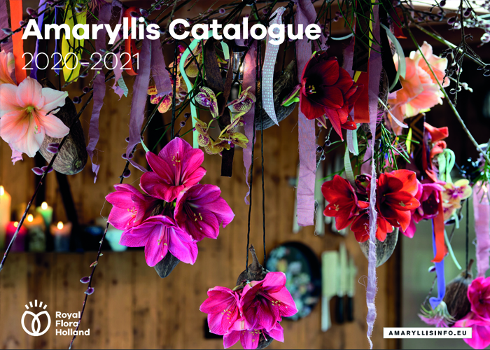 amaryllis catalogus
