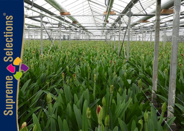 Knoppert Supreme Selections Amaryllis grower visit