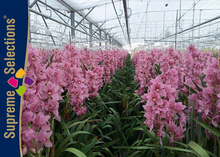Apollo Orchids Supreme Selections