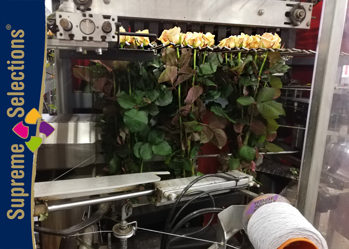 Arend Roses sorting machine