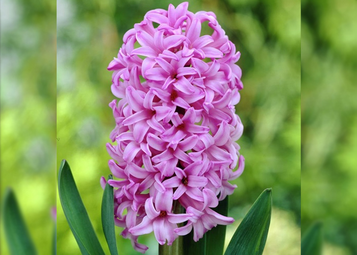 Hyacinthus Anna Liza