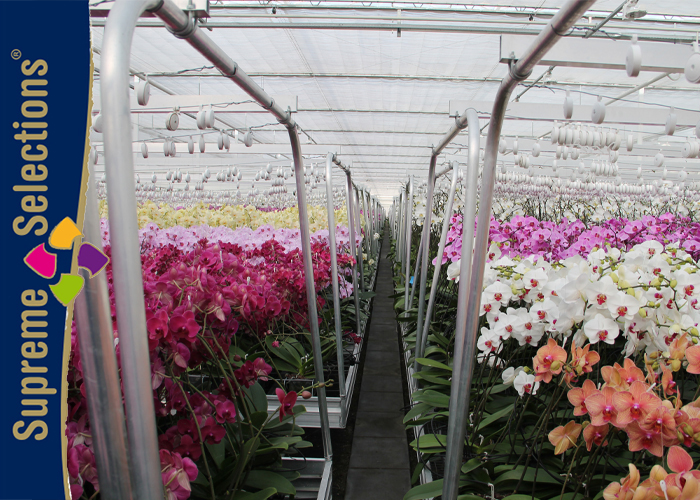 Ichtus Flowers Orchids Supreme Selections