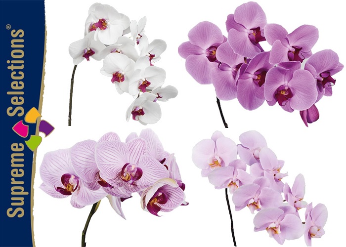 Orchid Phalaenopsis Mixed