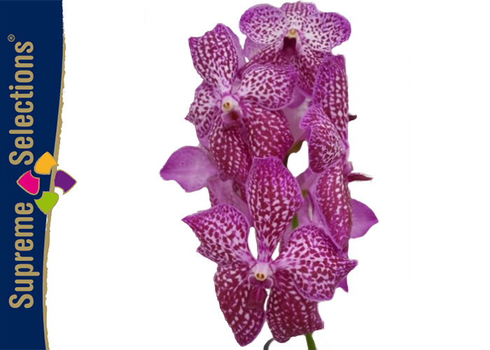 Orchid Vanda Pink Spot 351