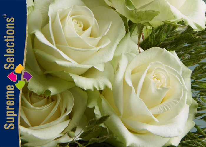 Roses Avalanche White - Inspiration