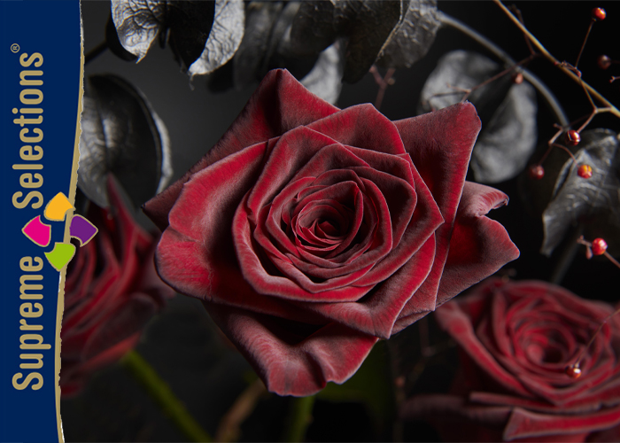 Roses Black Baccara - Inspiration