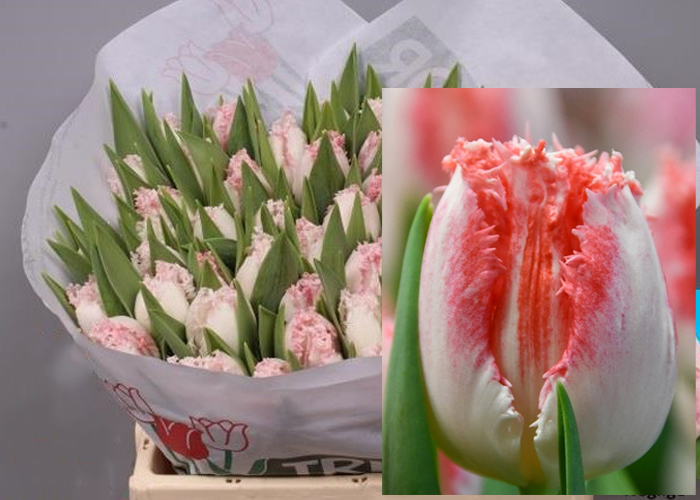 Tulips Neglige frilled