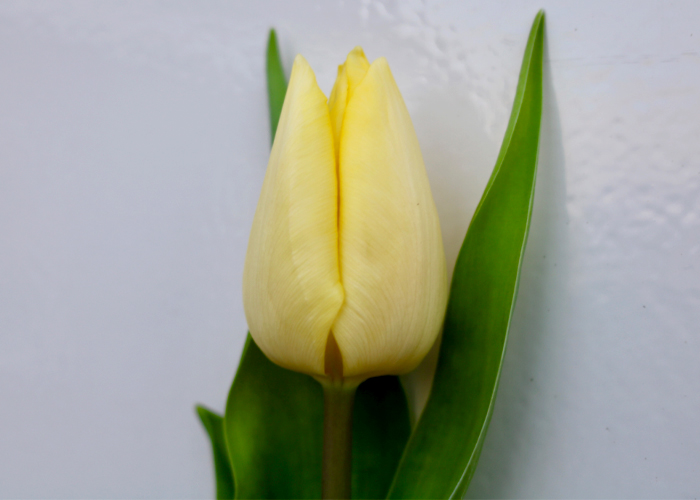 Tulips Sunny Prince